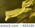 Ginkgo biloba 2 484286