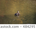 Pond duck 484295