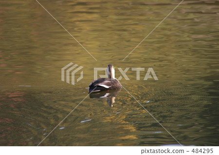 Pond duck 484295