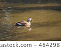 Pond duck 2 484298