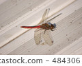 Red dragonfly 484306