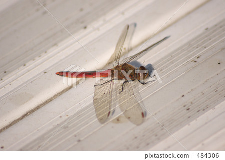 Red dragonfly 484306