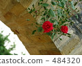 rose, roses, pillar 484320