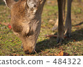 Deer kissing the ground 484322