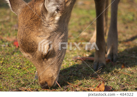 Deer kissing the ground Deer kissing the ground 484322