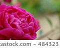 chinese peony, bordeaux 484323