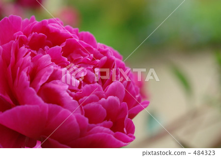 chinese peony, bordeaux 484323