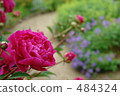 chinese peony, bordeaux, garden 484324