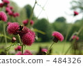 flower garden, flower field, bee 484326