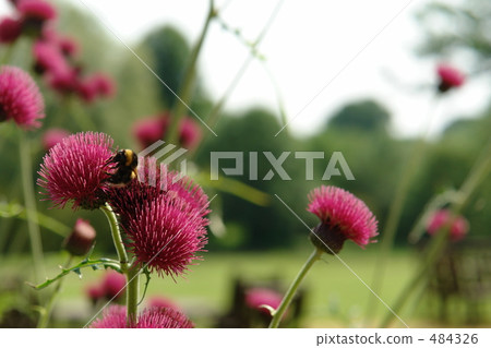 flower garden, flower field, bee 484326