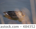 Pond 3 duck 484352