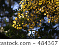 Yellow maple 484367