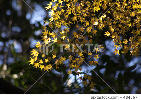 Yellow maple Yellow maple 484367