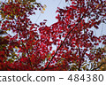 Autumn leaves 1 484380