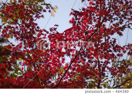 Autumn leaves 1 Autumn leaves 1 484380