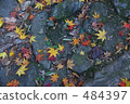 Fallen leaves  484397
