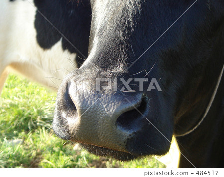 牛的鼻孔 484517