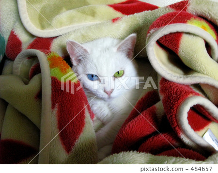 奇怪的眼睛要求運氣 484657