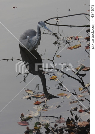 藍蟲的青春 484675