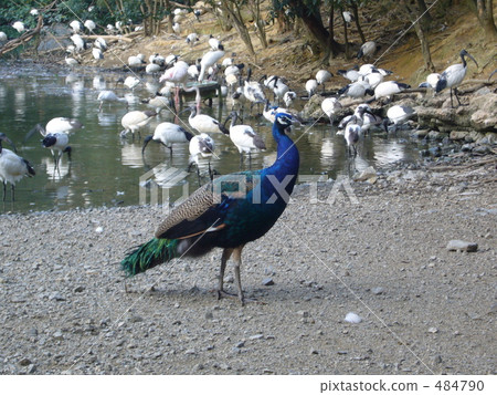 Peacock Peacock 484790