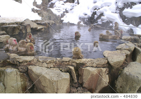 Outdoor bath where monkey rests 484830
