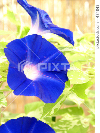 牽牛花 牽牛花 484845