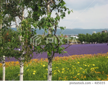 熏衣草 薰衣草 薰衣草花田 485035