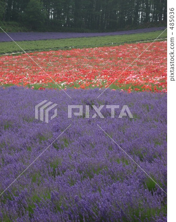 lavender field, lavander, lavender 485036