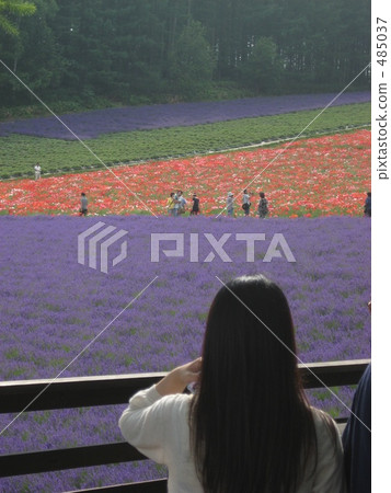 lavender field, lavander, lavender 485037
