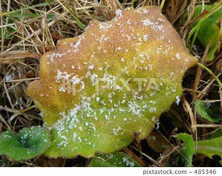 Frosted early winter grass leaves Frosted early winter grass leaves 485346
