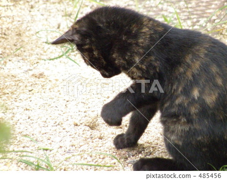 Cat punch 2 485456