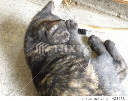 play, lifting, cat 485458