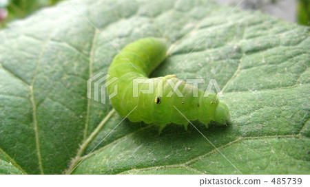 Larvae of Aosujihageha 485739