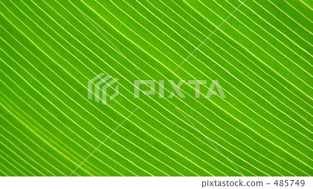 Leaf up Leaf up 485749