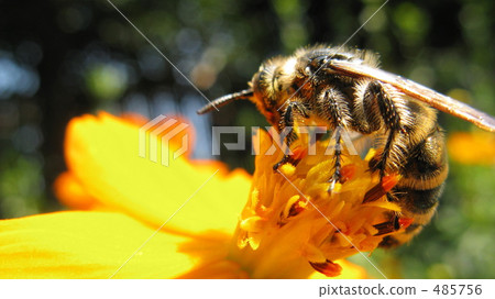 Hime Hararagi and Cosmos 485756