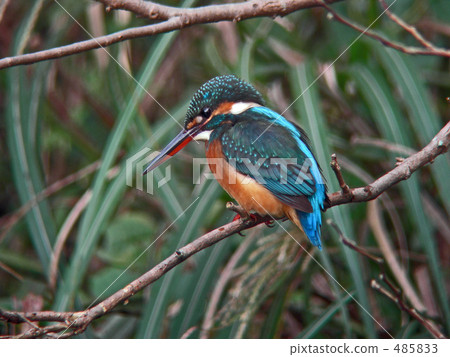 Kingfisher 485833