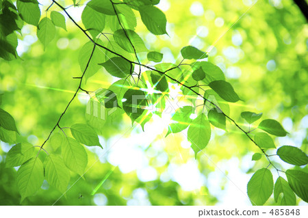 Fresh green 485848