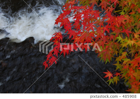 Autumn leaves Autumn leaves 485908