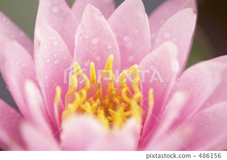 Water lily 486156