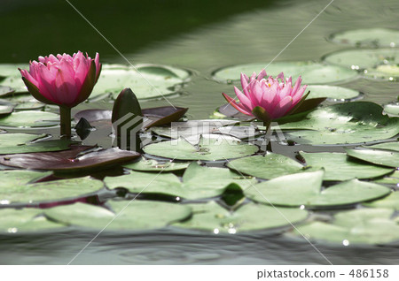 睡蓮 486158