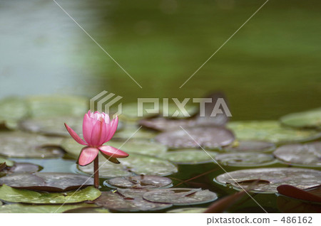 Water lily Water lily 486162