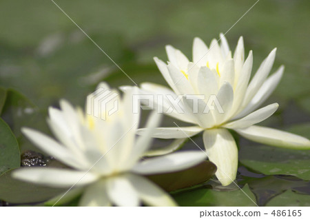 Water lily Water lily 486165