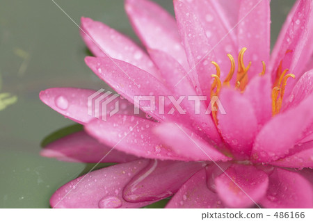 Water lily Water lily 486166