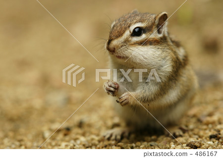squirrel, chipmunk, chipmunks 486167