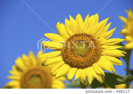 Sunflower field Sunflower field 486217