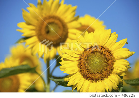 Sunflower field Sunflower field 486228