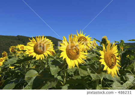 Sunflower field Sunflower field 486231