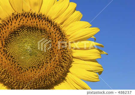 Sunflower field Sunflower field 486237