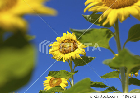 Sunflower field Sunflower field 486243