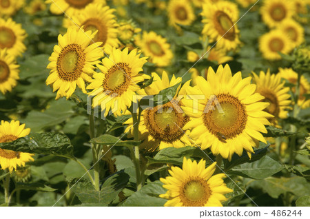 Sunflower field Sunflower field 486244